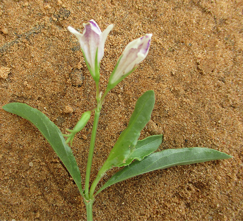 Asystasia retrocarpa image
