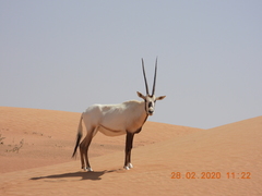 Oryx leucoryx