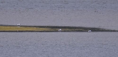 Black-headed Gull