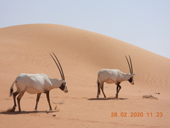 Oryx leucoryx