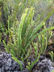 Nephrolepis abrupta