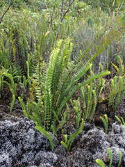 Nephrolepis abrupta