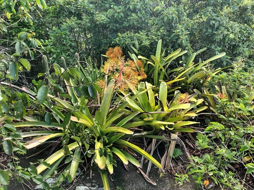 Aechmea leptantha