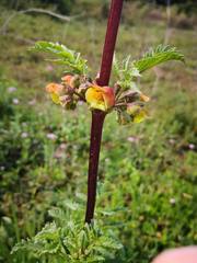 Scrophularia sambucifolia