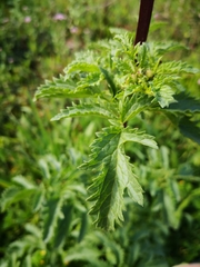 Scrophularia sambucifolia