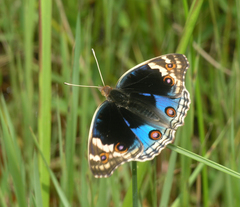 Junonia orithya ocyale