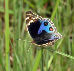Junonia orithya ocyale