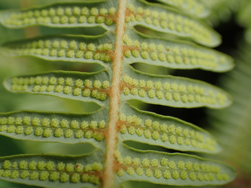 Gleicheniaceae image