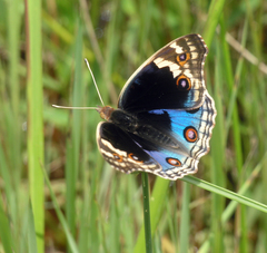 Junonia orithya ocyale