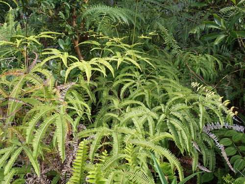 Dicranopteris linearis image