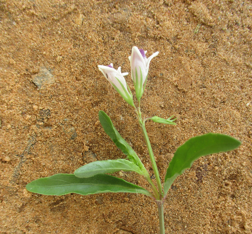 Asystasia retrocarpa image