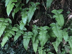 Stegnogramma wilfordii