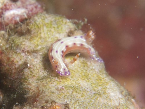 musculus discors