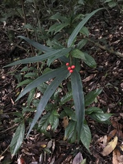 Ardisia crispa