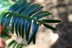 Torreya nucifera