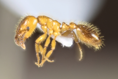 Harpagoxenus sublaevis