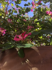 Bauhinia × blakeana