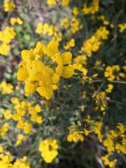 Coronilla