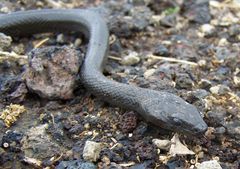 Platyceps florulentus