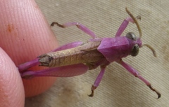 Coptacrinae