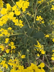 Coronilla
