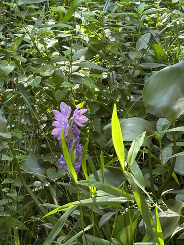 common water hyacinth