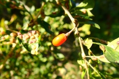 Lycium chinense