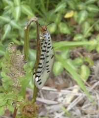 Myrmeleon erythrocephalus