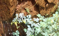 Aquilegia chrysantha
