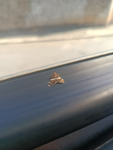 Hawaiian Beet Webworm Moth
