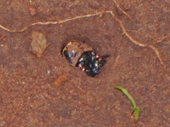Megacephala