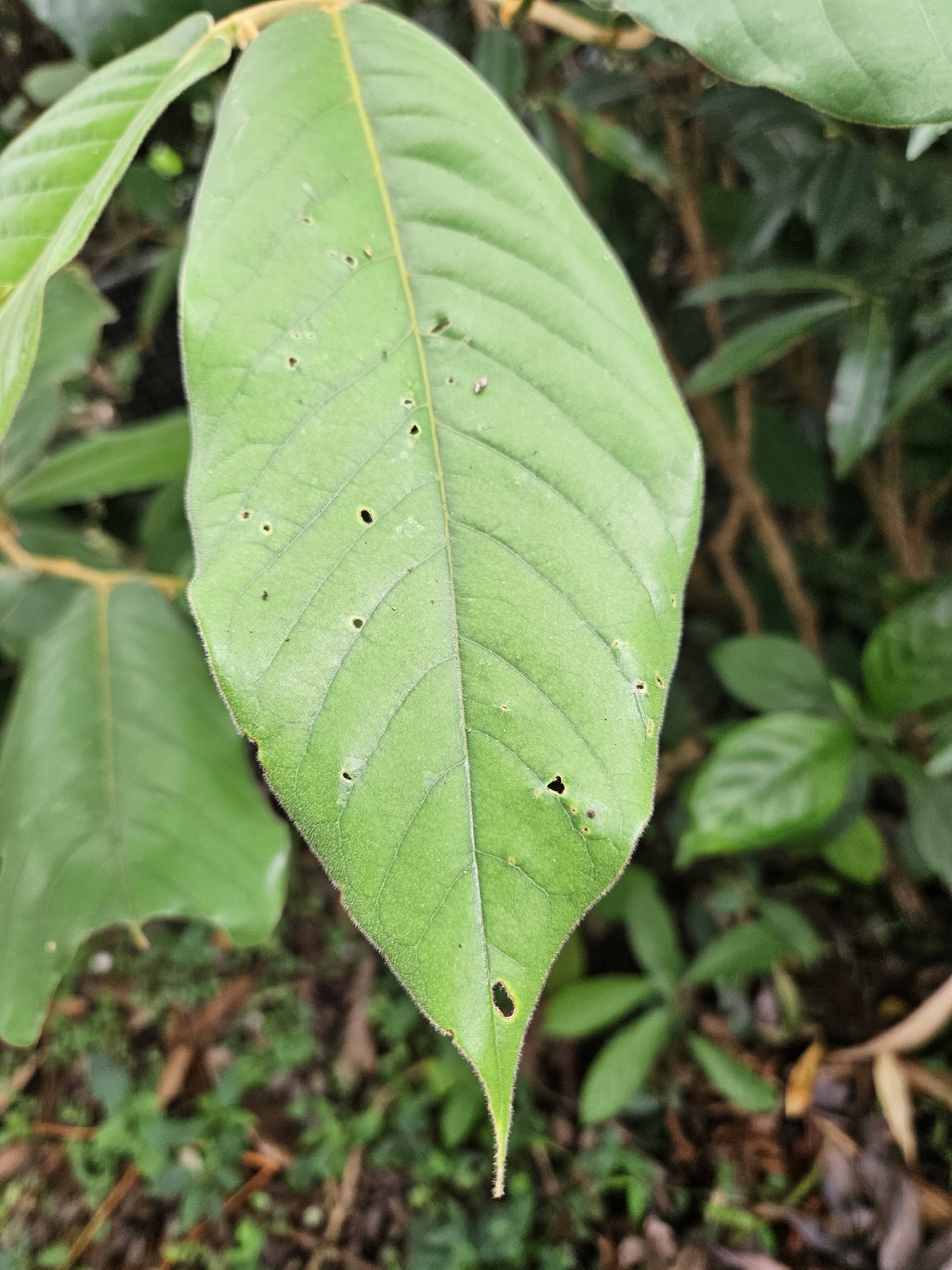 Imagem de Uvaria grandiflora