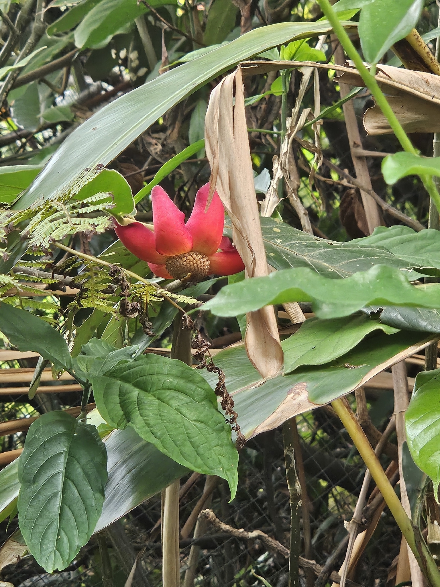 Imagem de Uvaria grandiflora