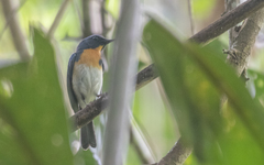 Cyornis sumatrensis