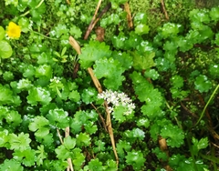 Micranthes porsildiana