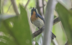 Cyornis sumatrensis