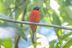 Harpactes duvaucelii