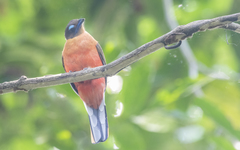 Harpactes duvaucelii