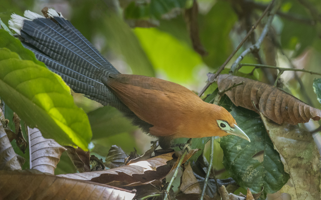 Raffles's Malkoha