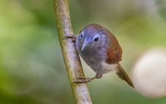 Cyanoderma erythropterum