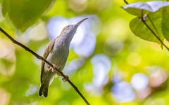 Arachnothera modesta