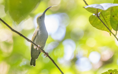 Arachnothera modesta