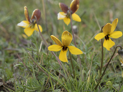 Viola douglasii
