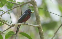 Cymbirhynchus macrorhynchos