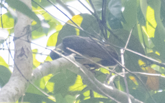 Arachnothera flavigaster