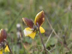 Viola douglasii