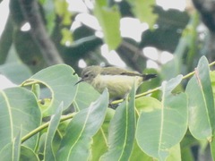 Anthreptes rectirostris tephrolaemus