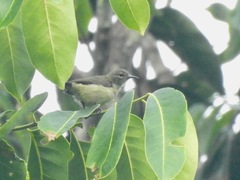 Anthreptes rectirostris tephrolaemus