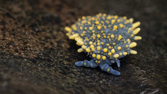 Holacanthella paucispinosa