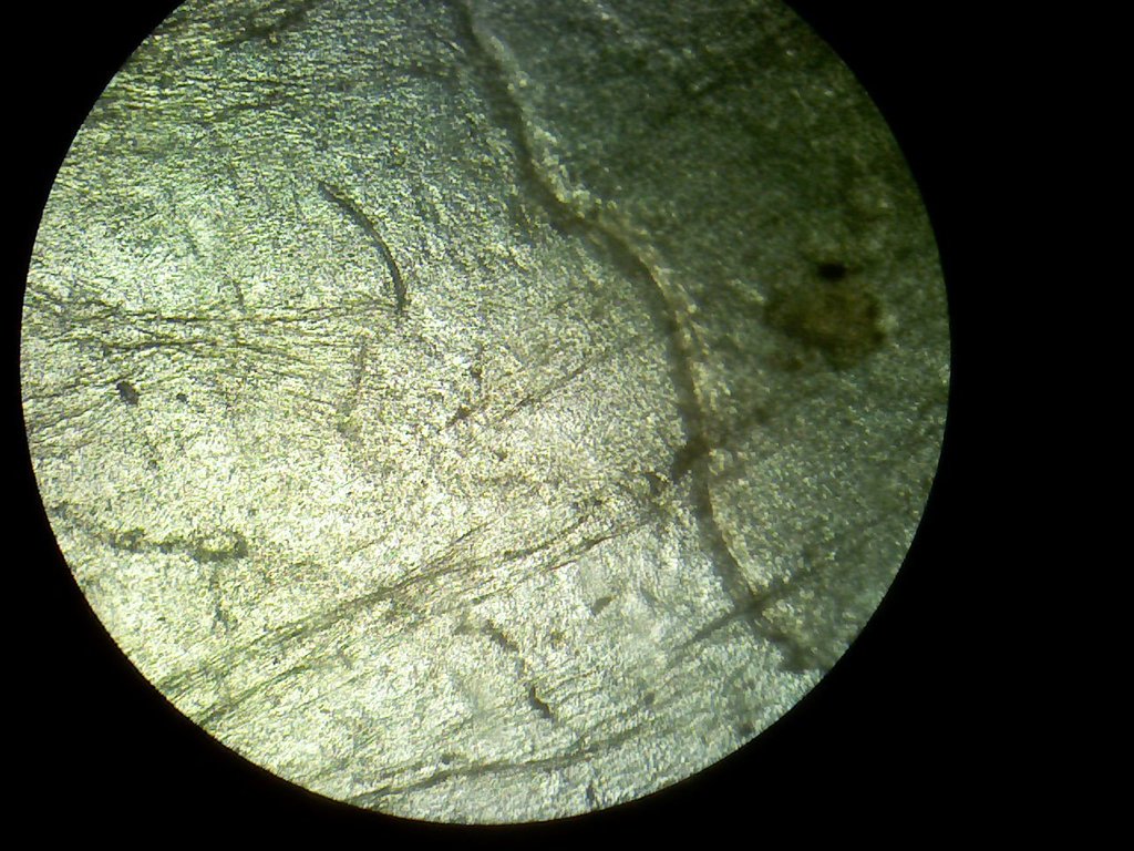 Rhodospirillales